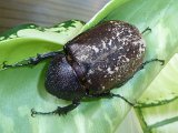 P1070099-Arthur Clarke_Close-up of scarab beetle at Mulu resort-1